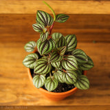 Peperomia 'Piccolo Banda' albovittata - Ed's Plant Shop