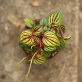 Peperomia 'Piccolo Banda' albovittata - Ed's Plant Shop