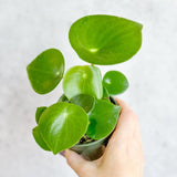 Peperomia polybotra 'Raindrops' - Ed's Plant Shop