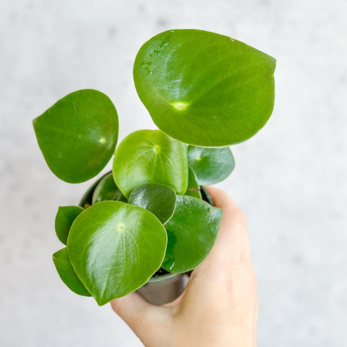 Peperomia polybotra 'Raindrops' - Ed's Plant Shop