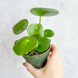 Peperomia polybotra 'Raindrops' - Ed's Plant Shop