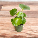 Peperomia polybotra 'Raindrops' - Ed's Plant Shop