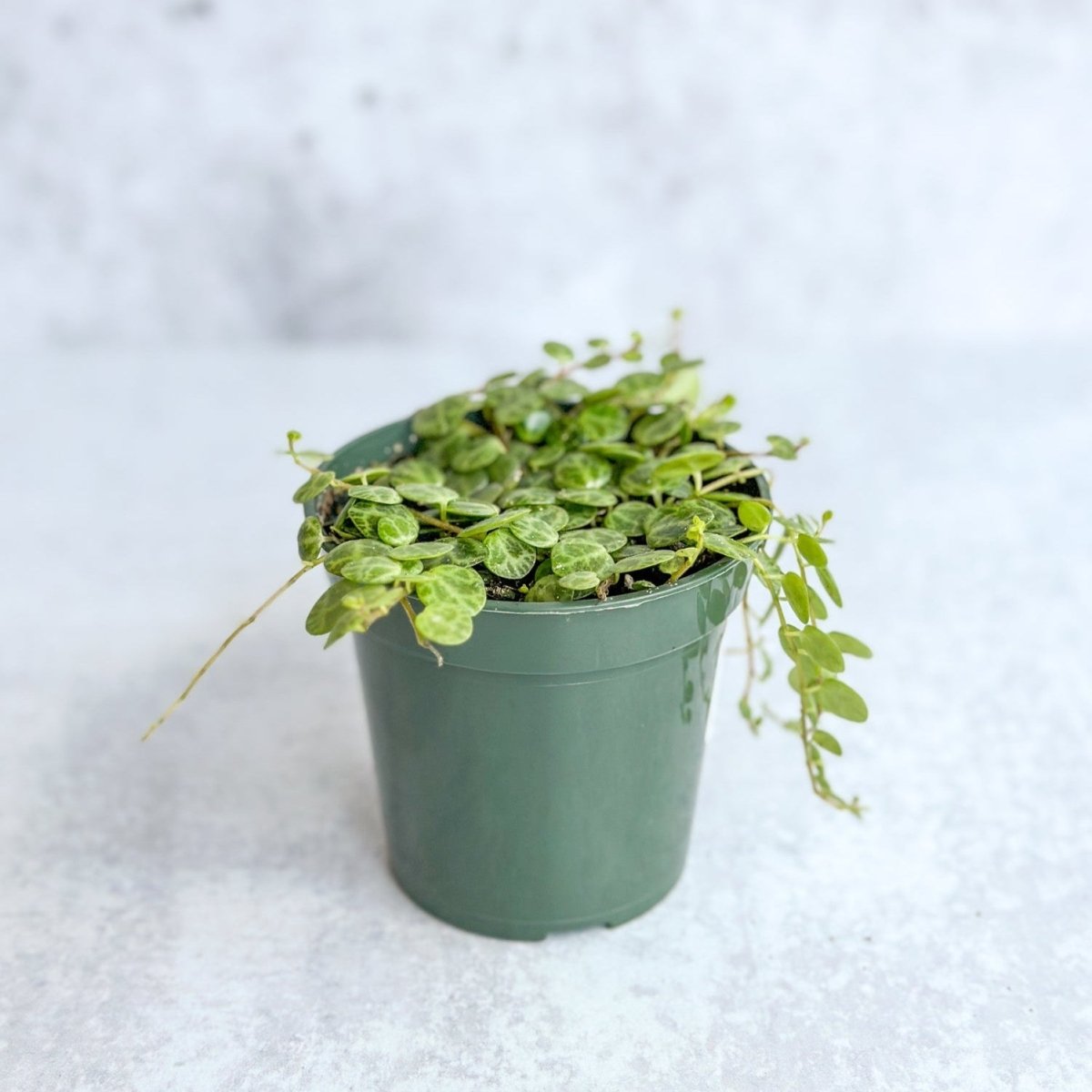 succulent turtles Peperomia Prostrata aka String of Turtles