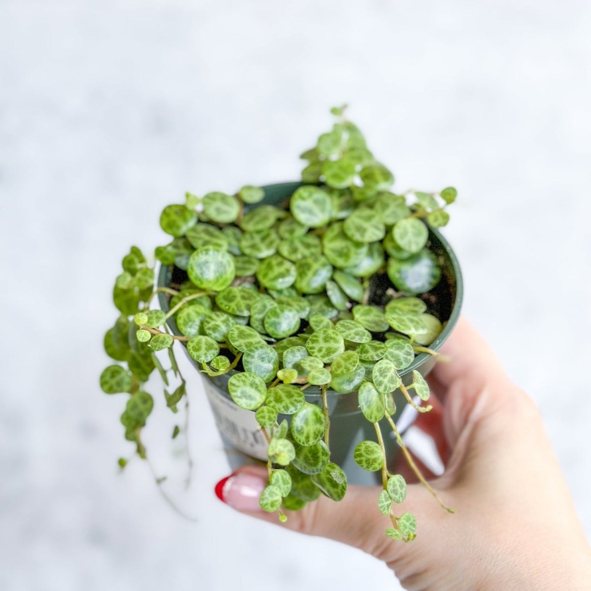 Peperomia Prostrata - ‘String of Turtles’ - 3.5 Inch - Ed's Plant Shop