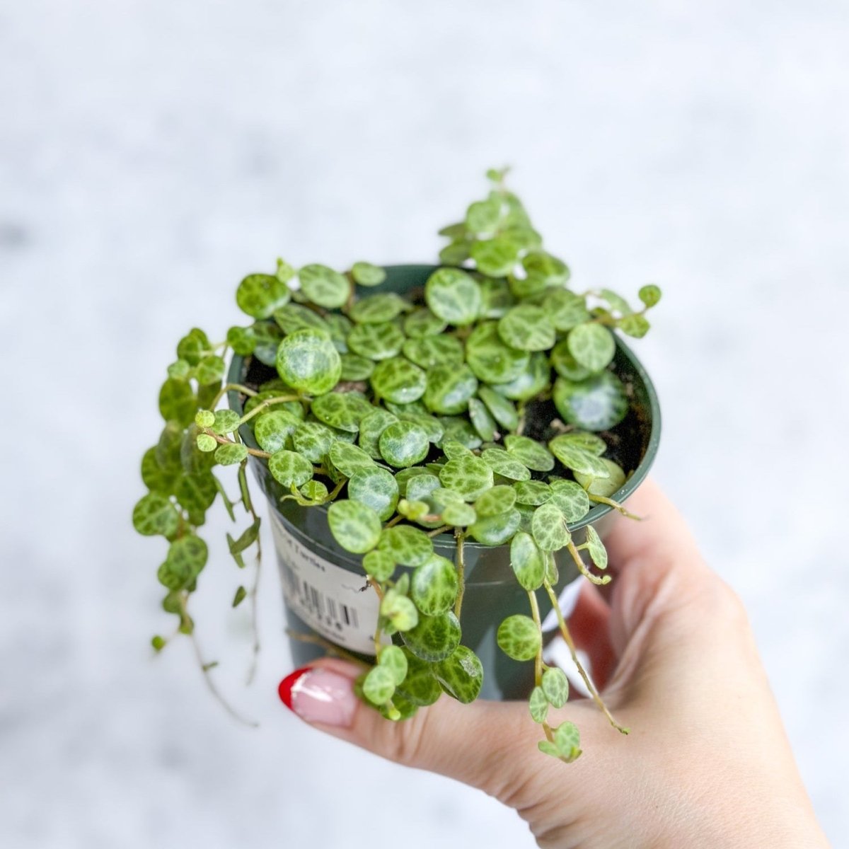 peperomia a succulent Peperomia prostrata