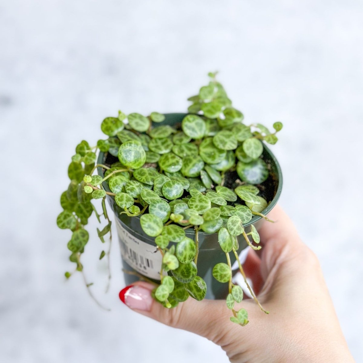 Peperomia Prostrata - ‘String of Turtles’ - 3.5 Inch - Ed's Plant Shop