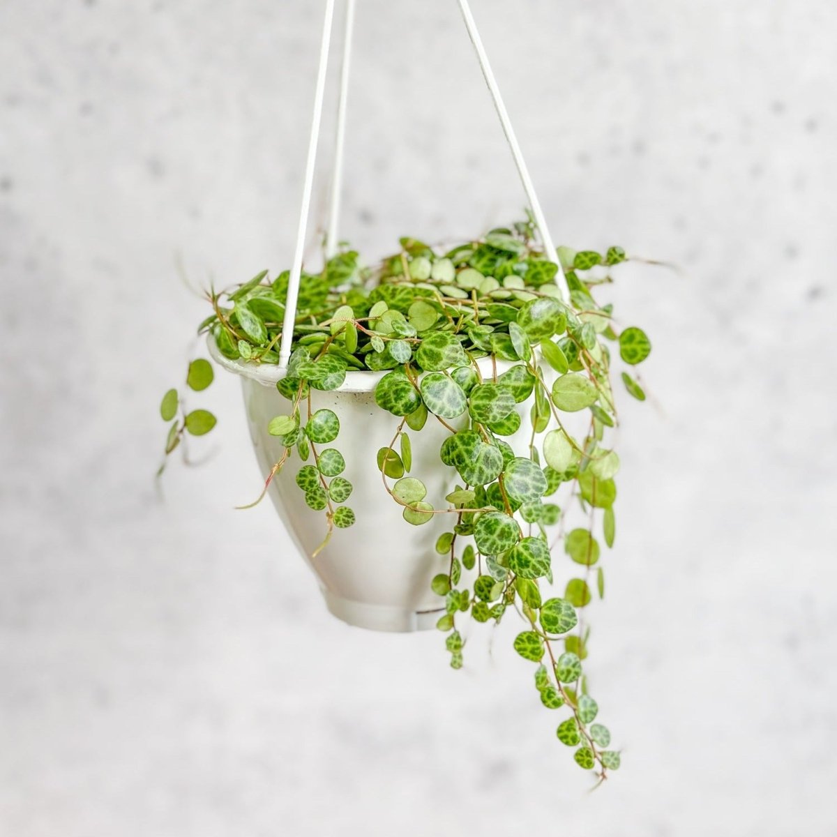 small leaves hanging plants Peperomia prostrata