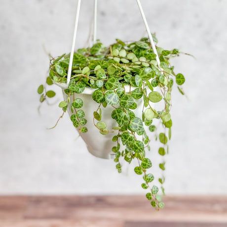 Peperomia Prostrata - ‘String of Turtles’ - 4.5 Inch Hanging Basket - Ed's Plant Shop