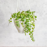 Peperomia Prostrata - ‘String of Turtles’ - 4.5 Inch Hanging Basket - Ed's Plant Shop