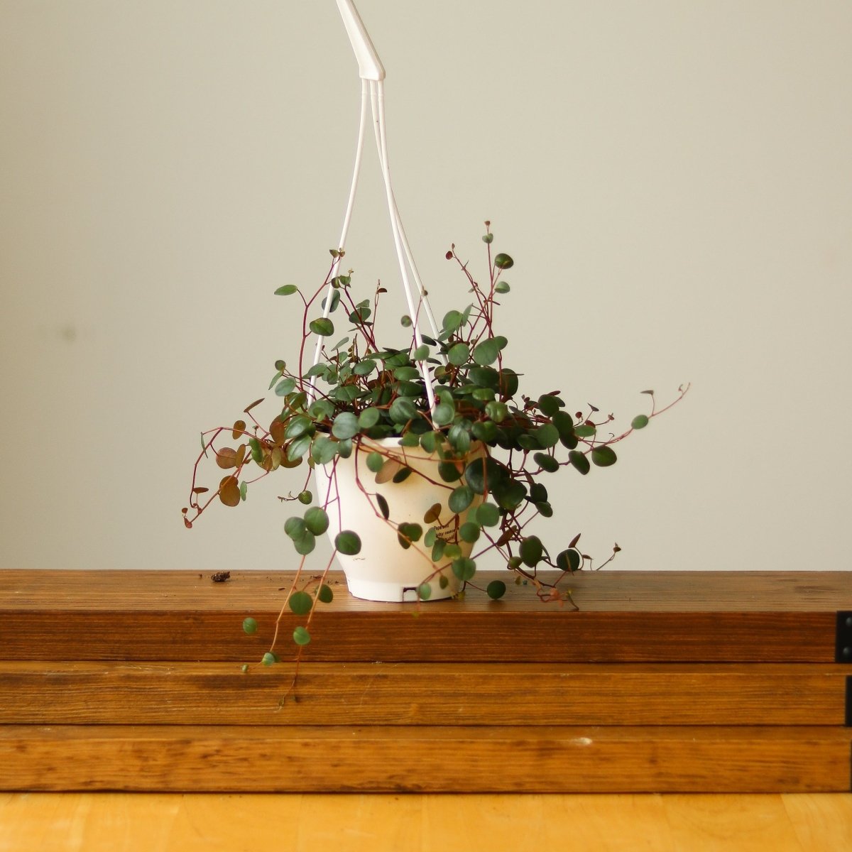 ruby plant indoor Peperomia 'Ruby Cascade'