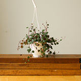 Peperomia 'Ruby Cascade' - 4.5 Inch Hanging Basket - Ed's Plant Shop