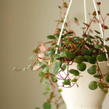 Peperomia 'Ruby Cascade' - 4.5 Inch Hanging Basket - Ed's Plant Shop