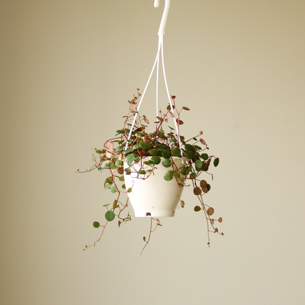 burgundy hanging plant Peperomia 'Ruby Cascade'