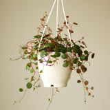 ruby cascade succulent Peperomia 'Ruby Cascade'