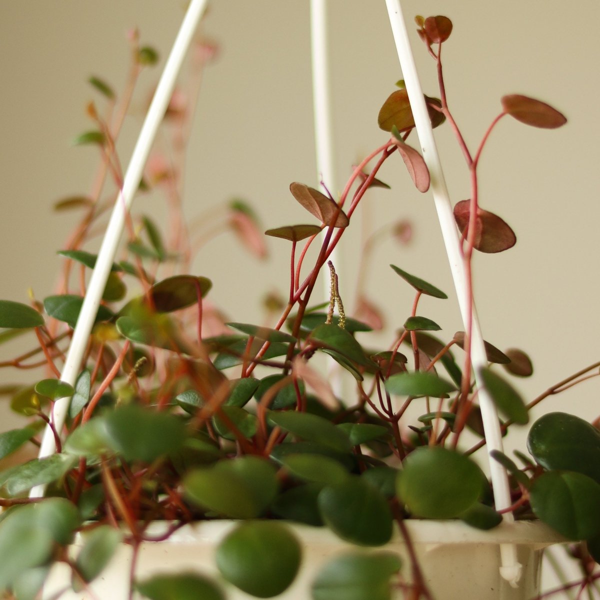 hanging plant with red stems Peperomia 'Ruby Cascade'