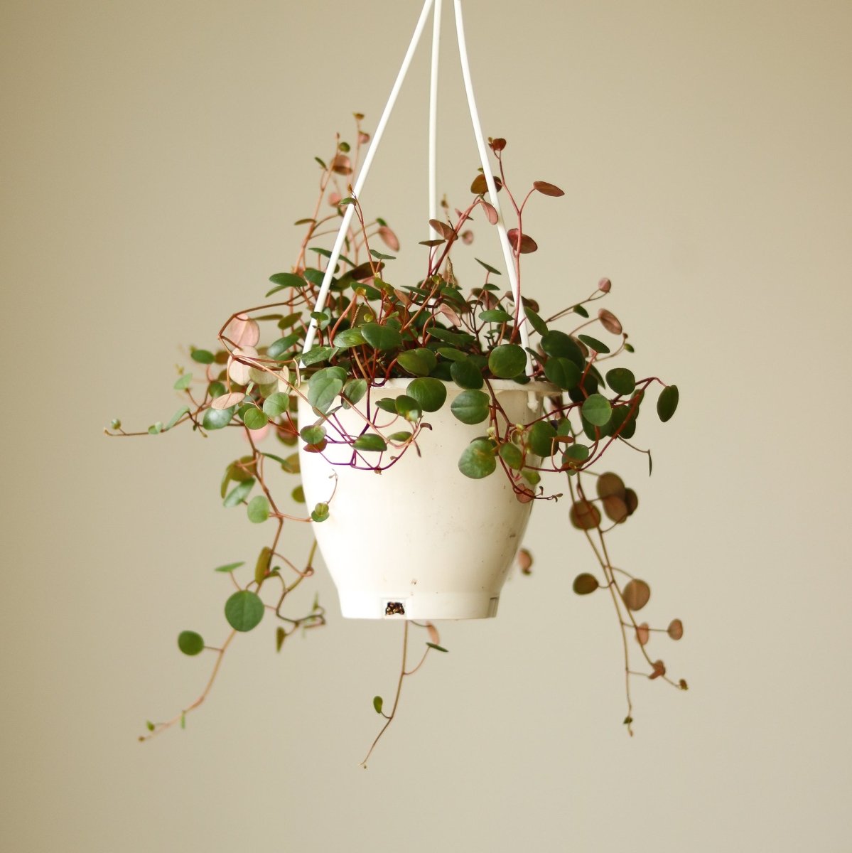 ruby red plant pot Peperomia 'Ruby Cascade'