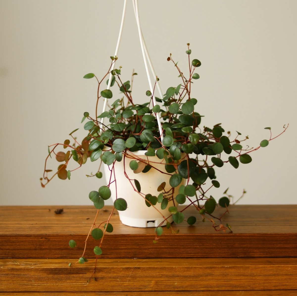 ruby red house plant Peperomia 'Ruby Cascade'