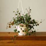 Peperomia 'Ruby Cascade' - 4.5 Inch Hanging Basket - Ed's Plant Shop