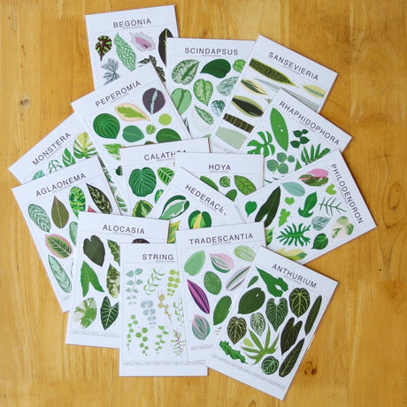 Peperomia Species ID Chart - Botanical Houseplant Art Print - Ed's Plant Shop