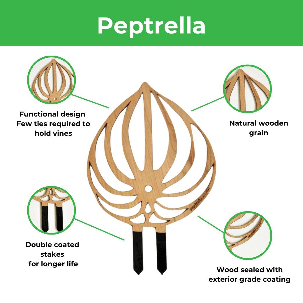 Peptrella - Peperomia Inspired Plant Trellis - Ed's Plant Shop