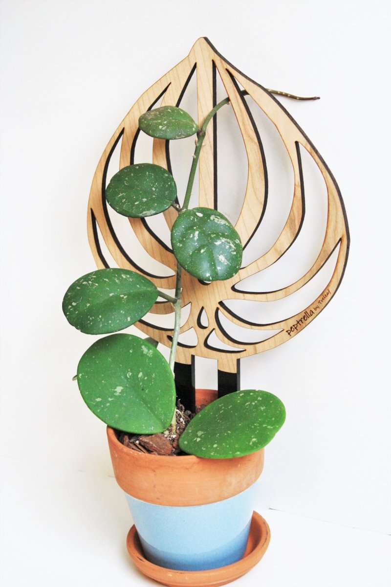 Peptrella - Peperomia Inspired Plant Trellis - Ed's Plant Shop