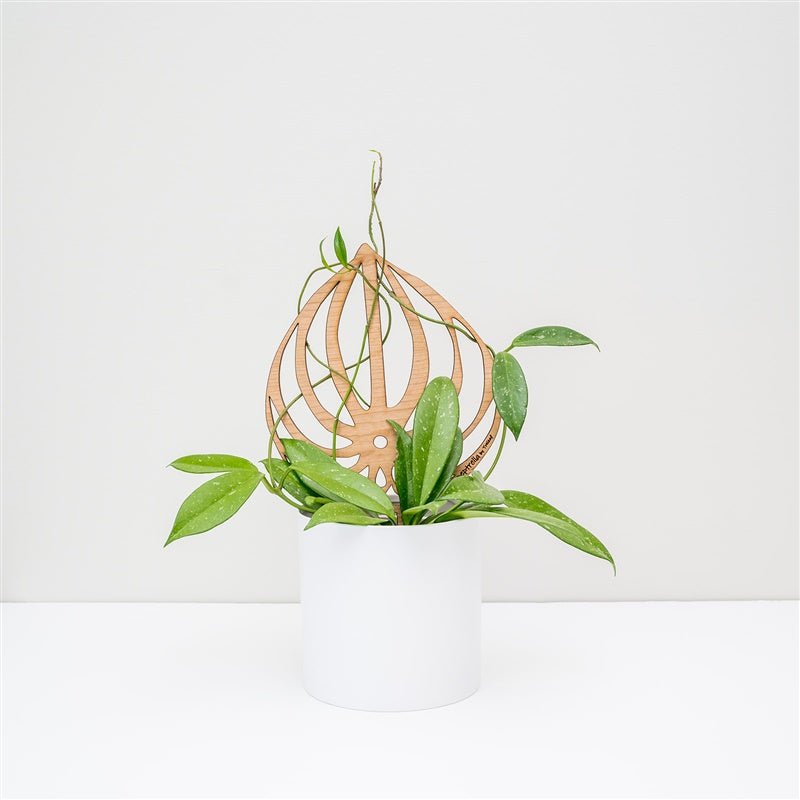 hanging plants from trellis Peptrella