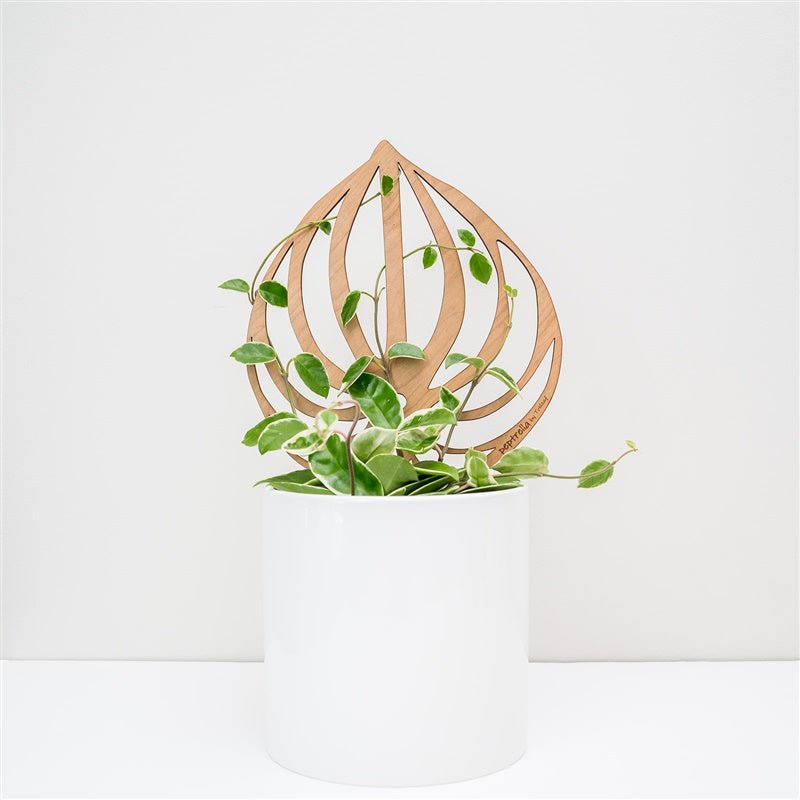 Peptrella - Peperomia Inspired Plant Trellis - Ed's Plant Shop