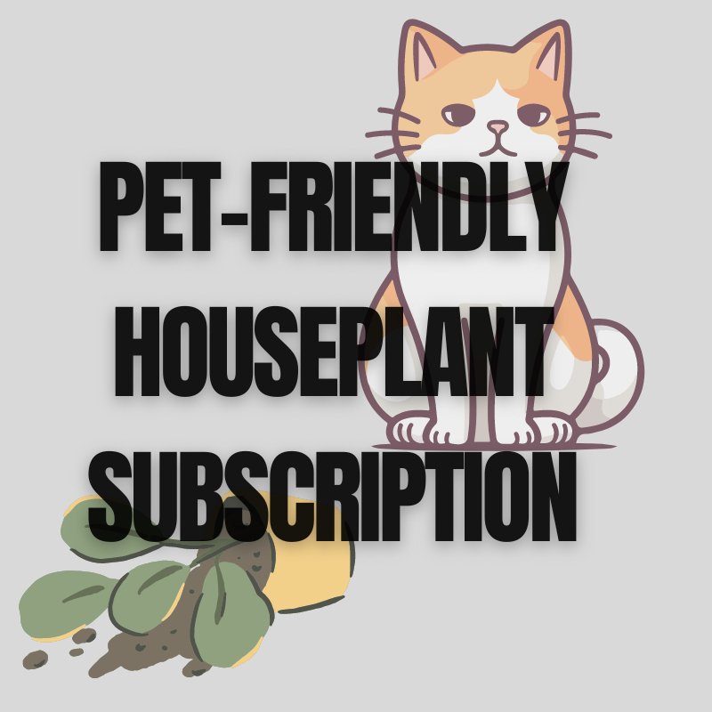 Pet-Friendly Plant Subscription - Subscribe & Thrive! - Ed's Plant Shop