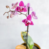 Phalaenopsis Orchid - Ed's Plant Shop