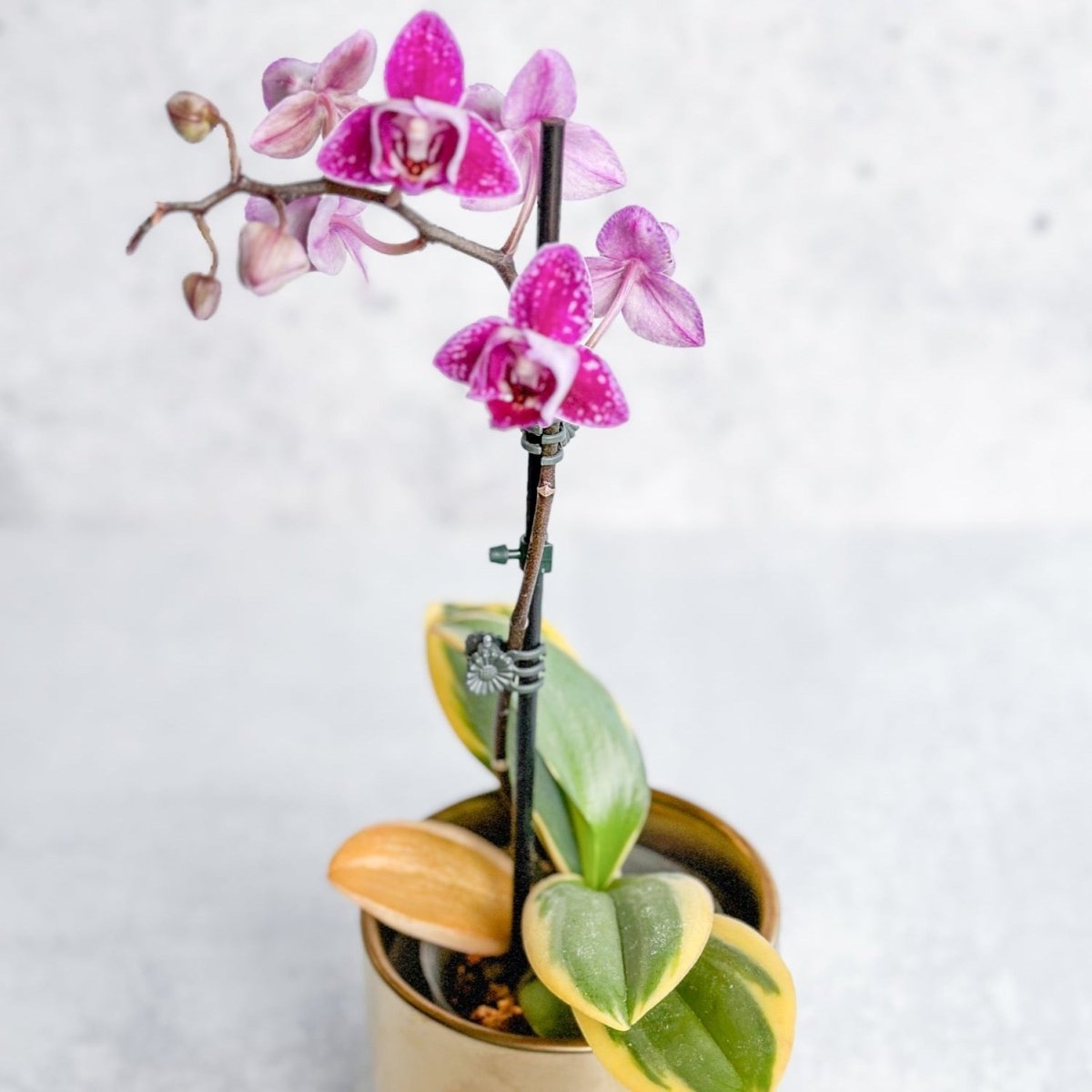 Phalaenopsis Orchid - Ed's Plant Shop