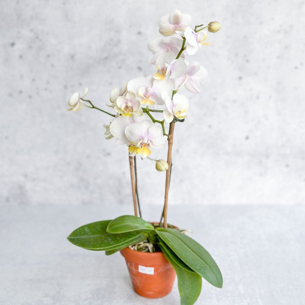 Phalaenopsis Orchid - Ed's Plant Shop