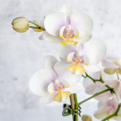 Single-spike white moth orchid (Phalaenopsis) with cascading flowers