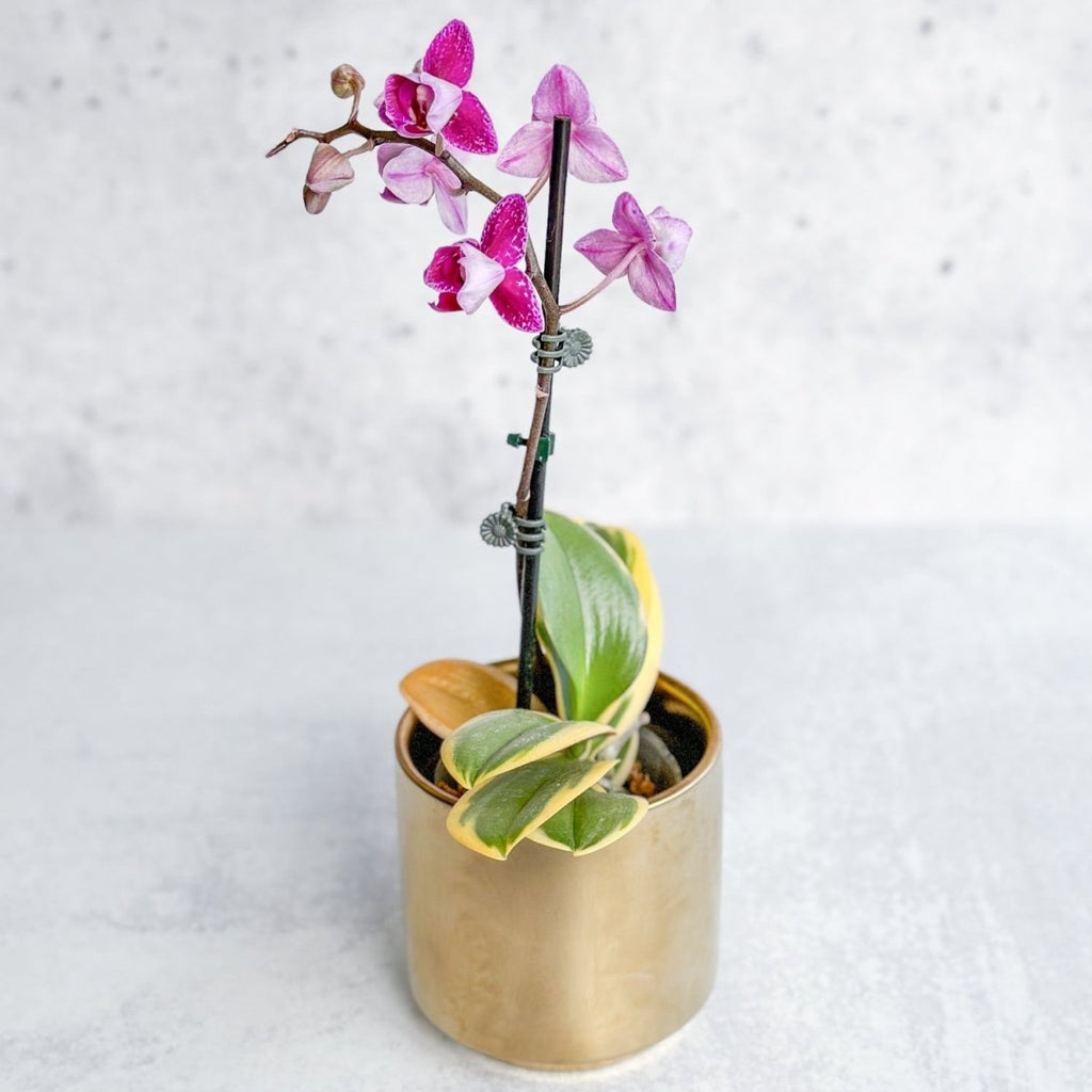 Phalaenopsis Orchid - Ed's Plant Shop