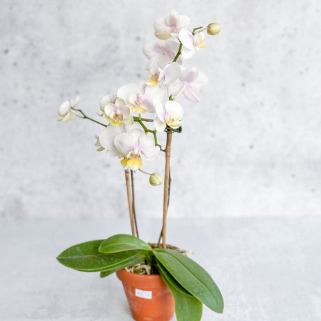 Phalaenopsis Orchid - Ed's Plant Shop