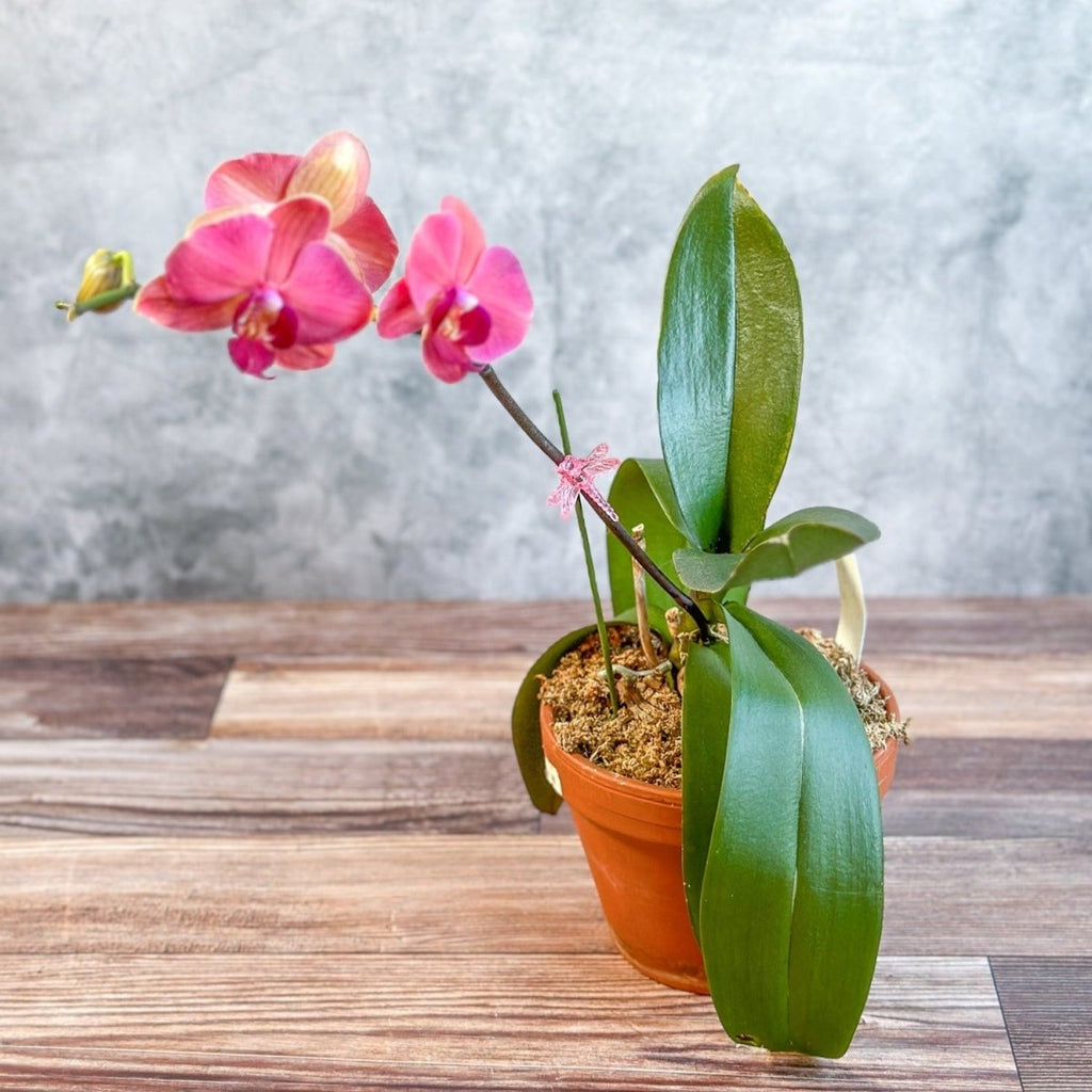 Phalaenopsis Orchid - NYC Local Pickup & Delivery Only - Ed's Plant Shop