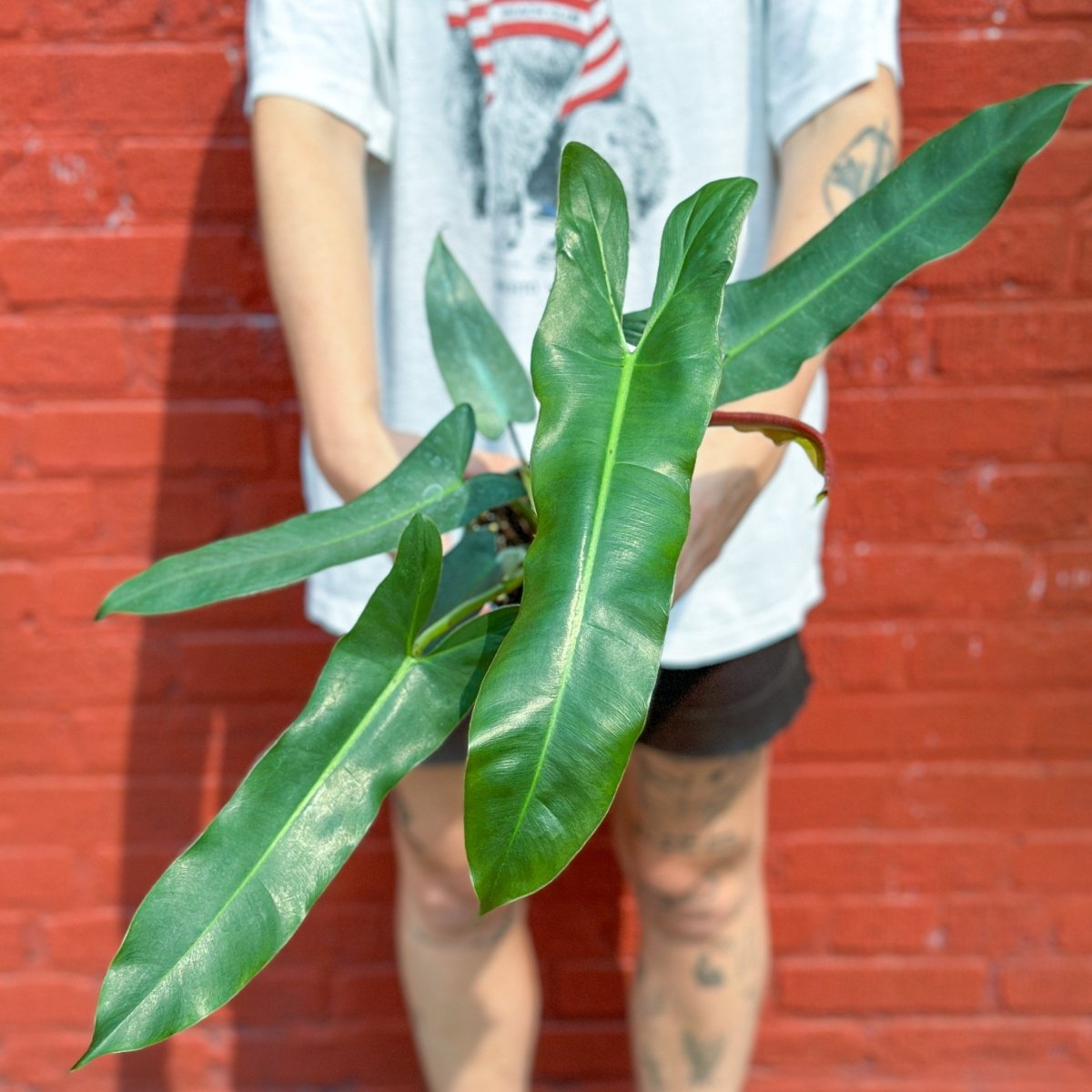 Philodendron atabapoense