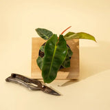 Green leafy plant in a wooden pot with a pair of metal shears on a beige background