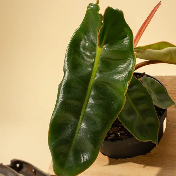 Close-up of Philodendron billietiae stems showing vivid orange color