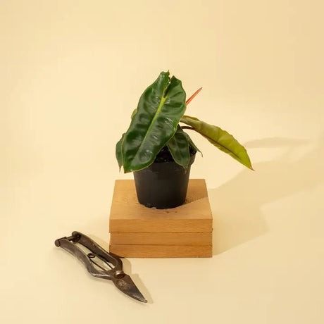 Philodendron billietiae on a wooden block with pruning shears on a beige background