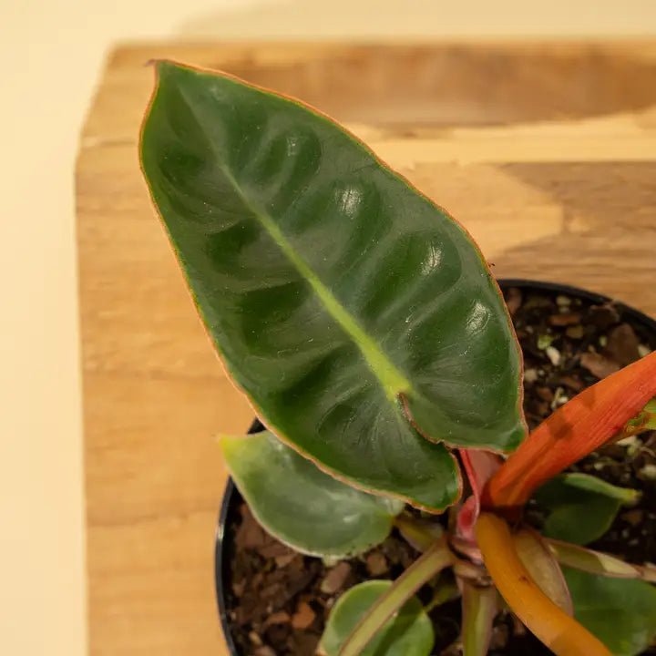 Close-up of Philodendron billietiae stems showing vivid orange color