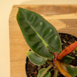 Close-up of Philodendron billietiae stems showing vivid orange color