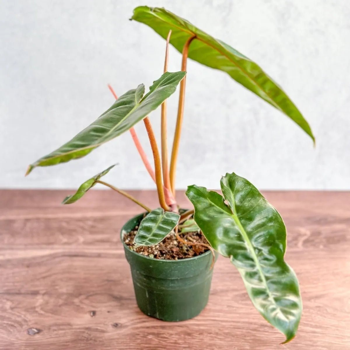 philodendron billietiae australia Philodendron BILLIETIAE