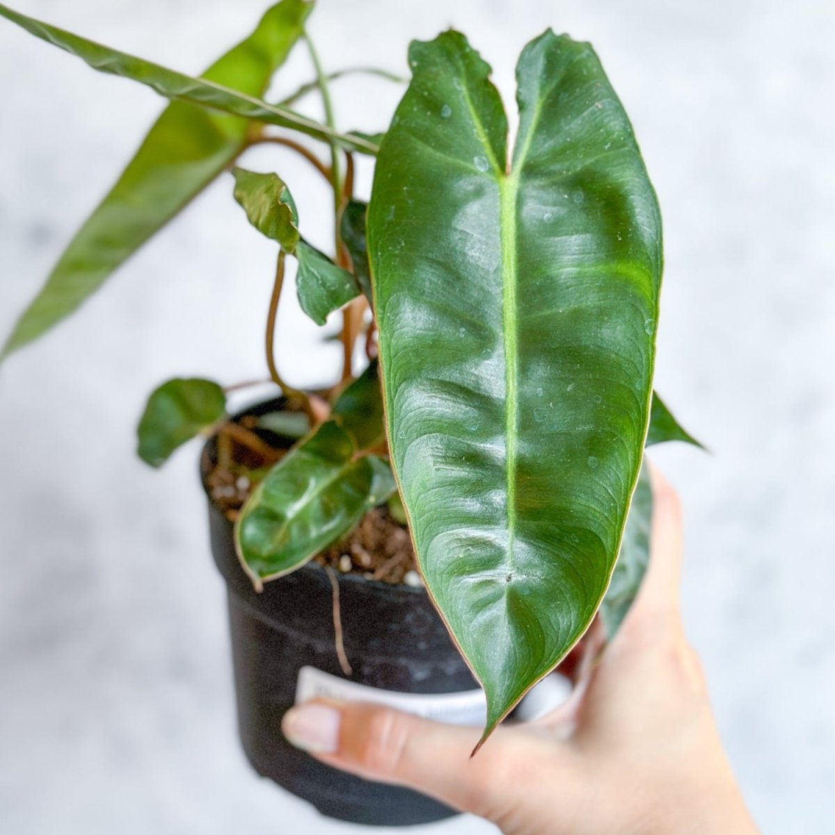 is philodendron billietiae rare Philodendron BILLIETIAE