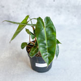 Philodendron billietiae - Billietiae Philodendron 4.5 Inch - Ed's Plant Shop