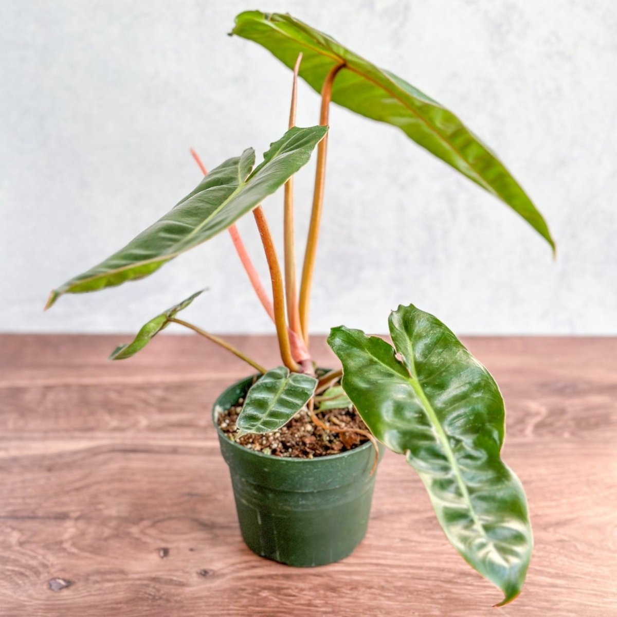 Philodendron billietiae | Rare Aroid with Orange Petioles – Ed's