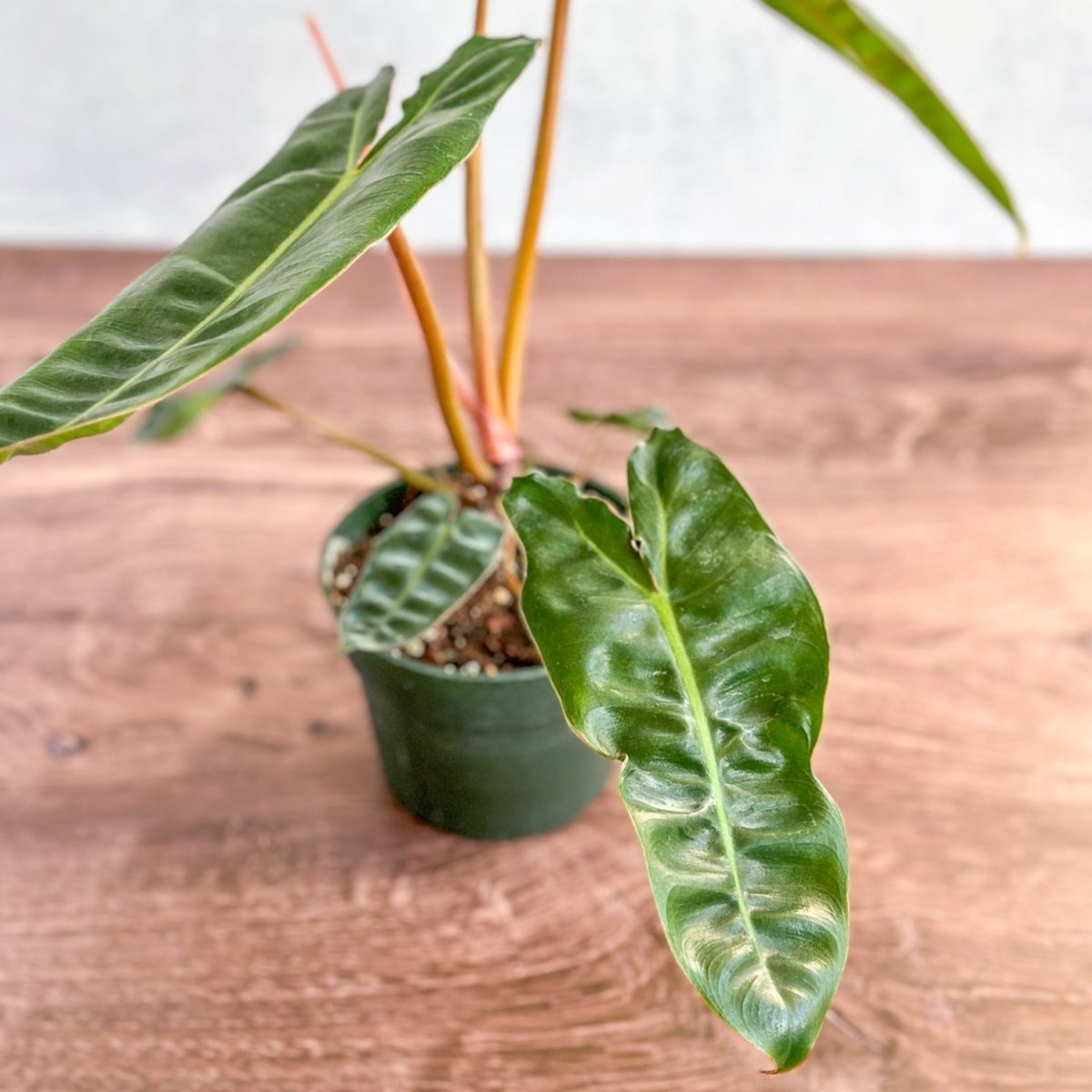 philodendron billietiae in the wild 4" Nursery Pot