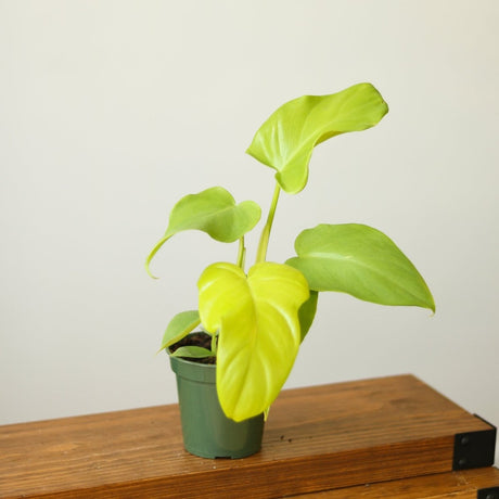 Philodendron bipennifolium aurea - Horsehead Philodendron - 4 Inch - Ed's Plant Shop