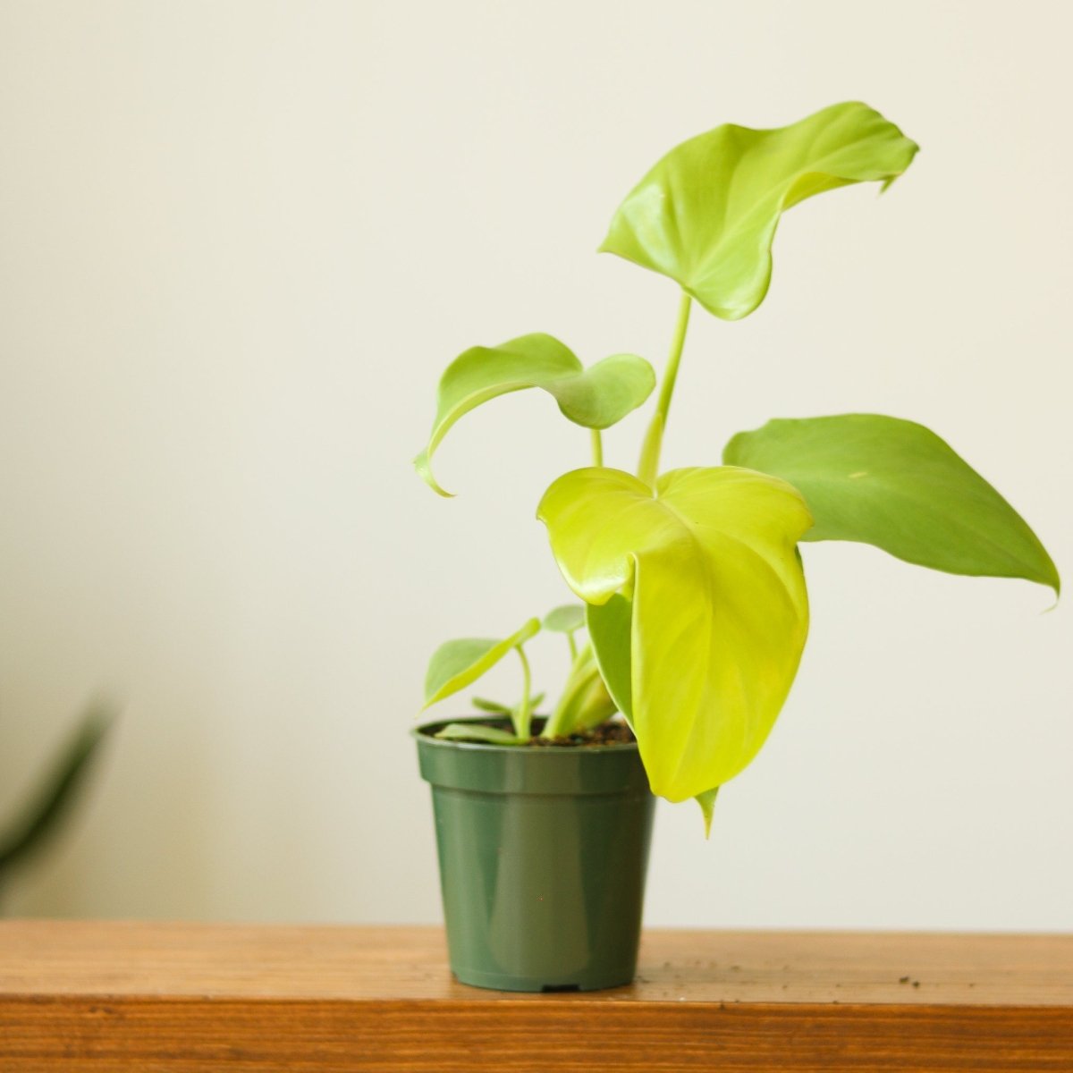 Philodendron bipennifolium aurea - Horsehead Philodendron - 4 Inch - Ed's Plant Shop