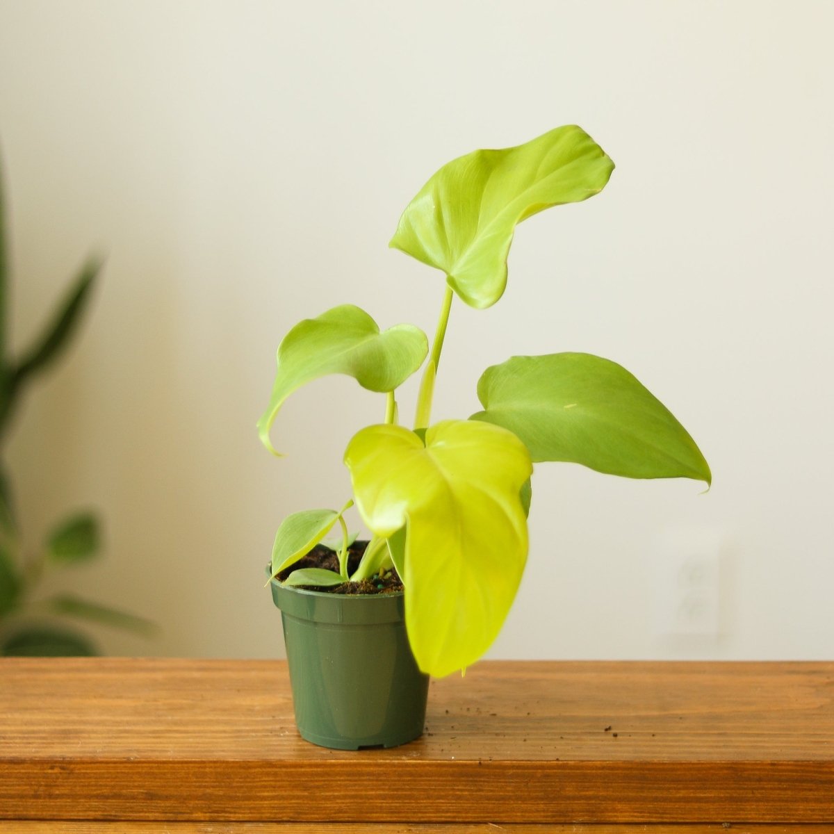 Philodendron bipennifolium aurea - Horsehead Philodendron - 4 Inch - Ed's Plant Shop