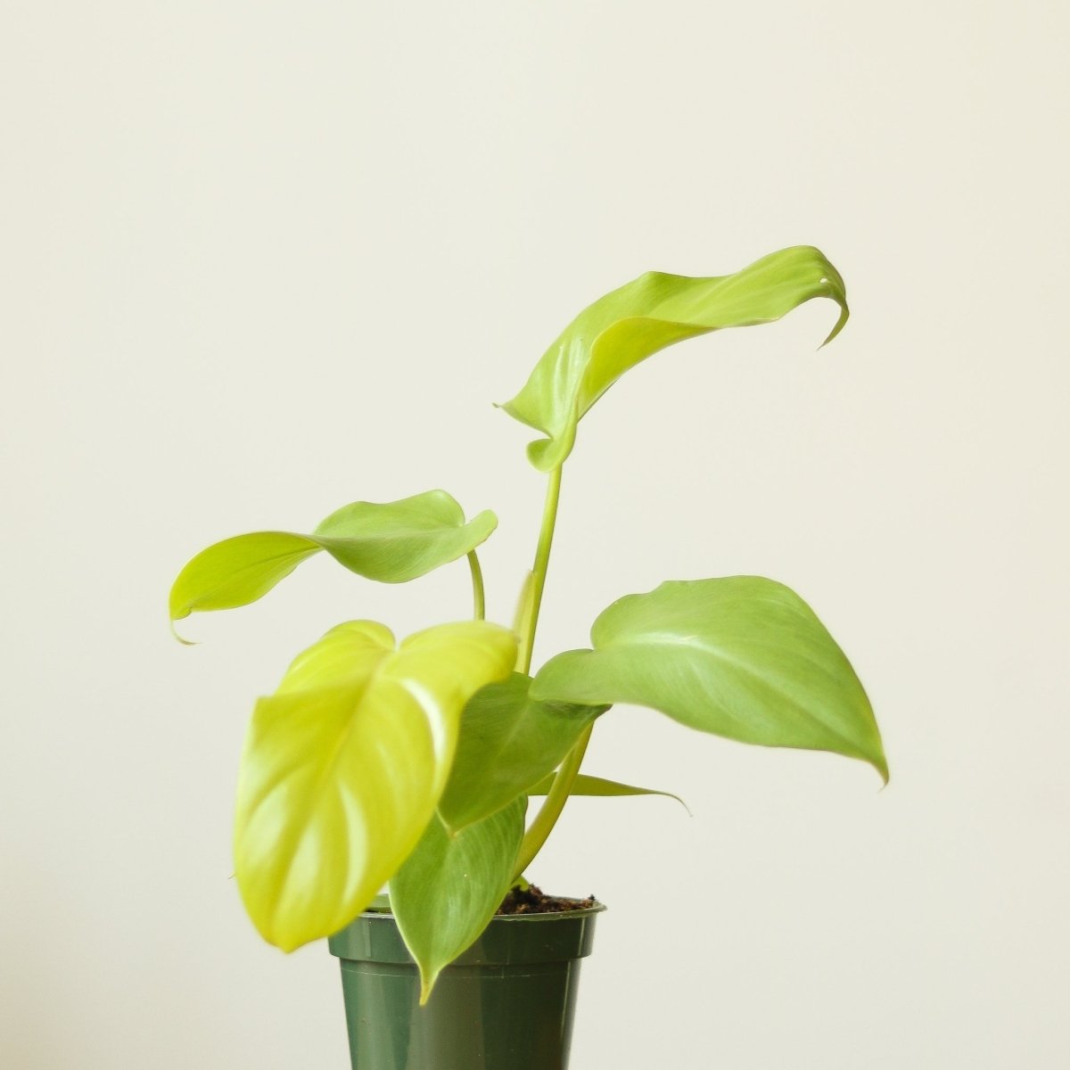 Philodendron bipennifolium aurea - Horsehead Philodendron - 4 Inch - Ed's Plant Shop